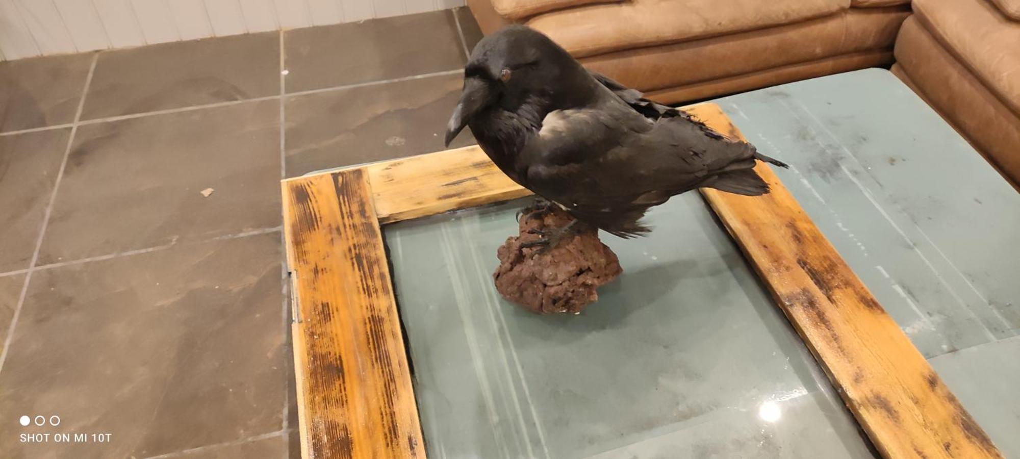Raven Nest Feriehus *